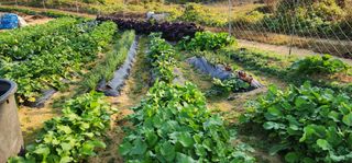 이종원님의 11월 내 작물 자랑하기 · 참여글 작성글 사진