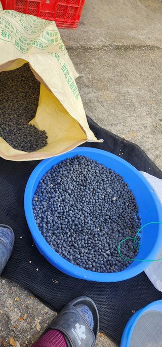 이종원님의 11월 내 작물 자랑하기 · 참여글 작성글 사진