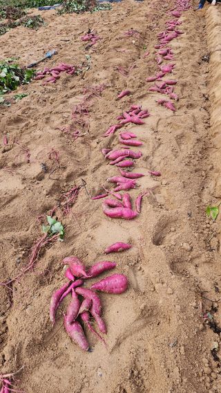 이종원님의 11월 내 작물 자랑하기 · 참여글 작성글 사진