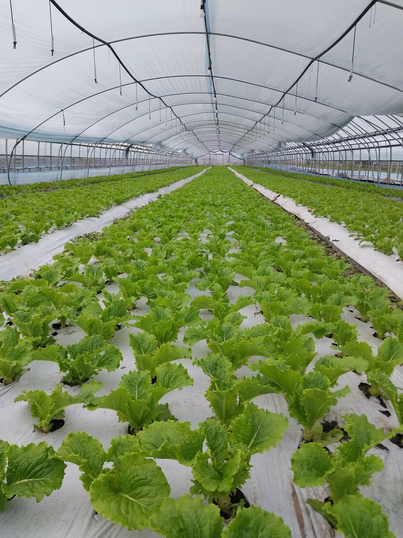 장터 상품 [청상추.꽃상추2kg.4kg] 썸네일