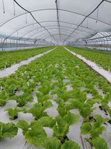 팜모닝 · 게시글 이미지