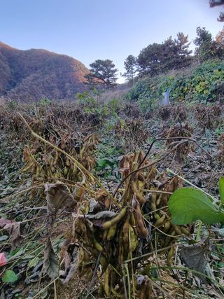 모두팜님의 11월 내 작물 자랑하기 · 참여글 작성글 사진