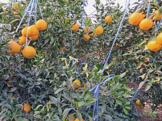 한라봉 농사꾼님의 11월 내 작물 자랑하기 · 참여글 작성글 사진