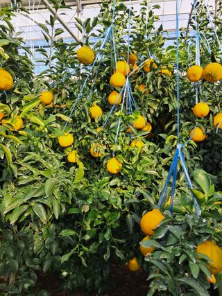 한라봉 농사꾼님의 11월 내 작물 자랑하기 · 참여글 작성글 사진