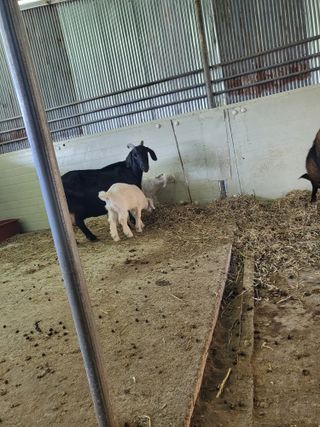 이오성님의 양파 · 자유게시판 작성글 사진