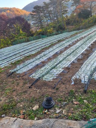 이오성님의 양파 · 자유게시판 작성글 사진