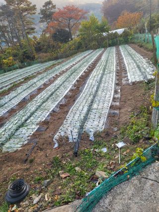 이오성님의 양파 · 자유게시판 작성글 사진