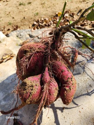 청정지역금순이님의 11월 내 작물 자랑하기 · 참여글 작성글 사진