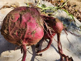 청정지역금순이님의 11월 내 작물 자랑하기 · 참여글 작성글 사진