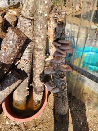 청정지역금순이님의 11월 내 작물 자랑하기 · 참여글 작성글 사진