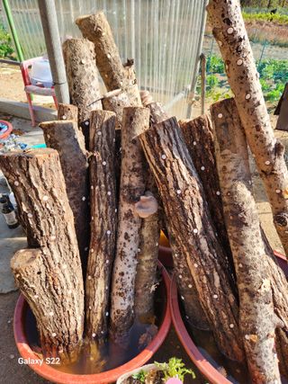 청정지역금순이님의 11월 내 작물 자랑하기 · 참여글 작성글 사진