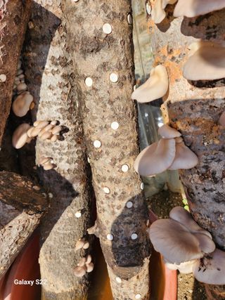 청정지역금순이님의 11월 내 작물 자랑하기 · 참여글 작성글 사진