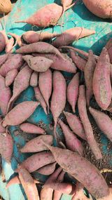 팜모닝 고구마·자유게시판 게시글 이미지