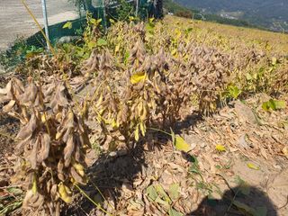 하르방님님의 11월 내 작물 자랑하기 · 참여글 작성글 사진