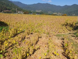 하르방님님의 11월 내 작물 자랑하기 · 참여글 작성글 사진