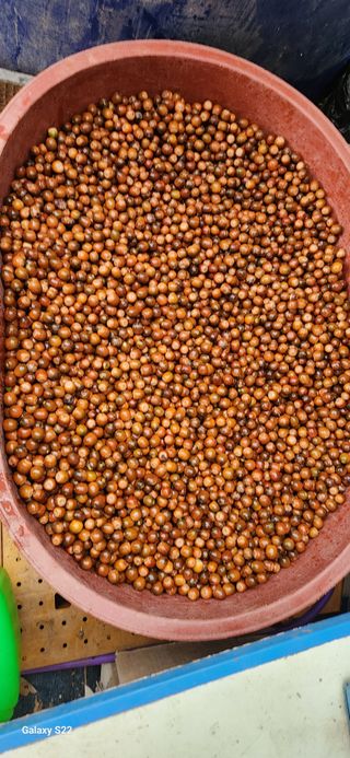 벽창호(죽동농부)님의 11월 내 작물 자랑하기 · 참여글 작성글 사진