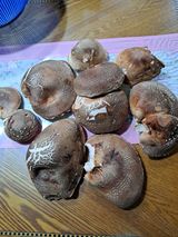 팜모닝 버섯·수확 게시글 이미지