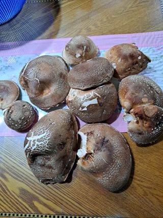 정자형님의 버섯 · 수확 작성글 사진