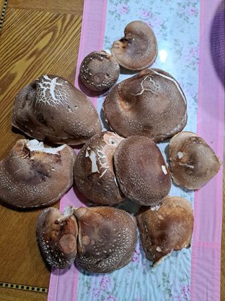 정자형님의 버섯 · 수확 작성글 사진