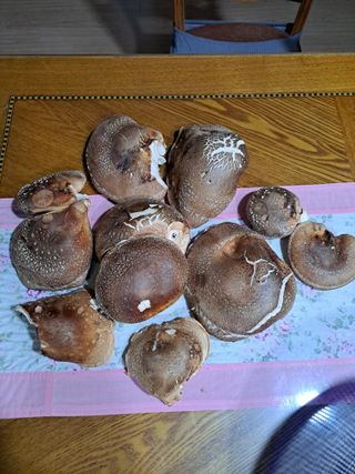 정자형님의 버섯 · 수확 작성글 사진