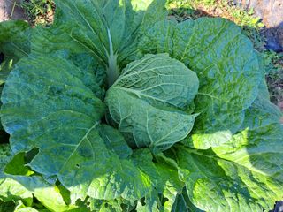 정자형님의 버섯 · 수확 작성글 사진