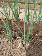 팜모닝 파·병해충상담 게시글 이미지