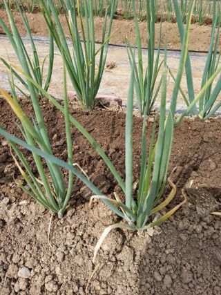 최종남님의 파 · 병해충상담 작성글 사진