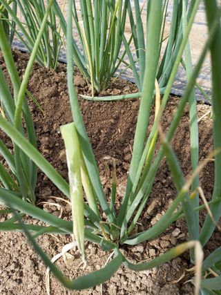 최종남님의 파 · 병해충상담 작성글 사진