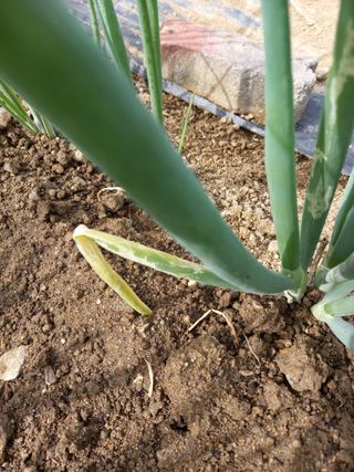 최종남님의 파 · 병해충상담 작성글 사진