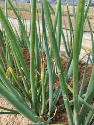 최종남님의 파 · 병해충상담 작성글 사진