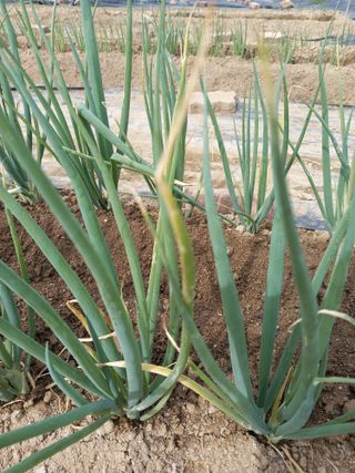 최종남님의 파 · 병해충상담 작성글 사진