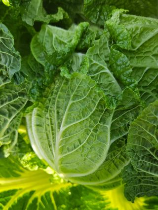 안나농부님의 배추 · 시세•판로 작성글 사진