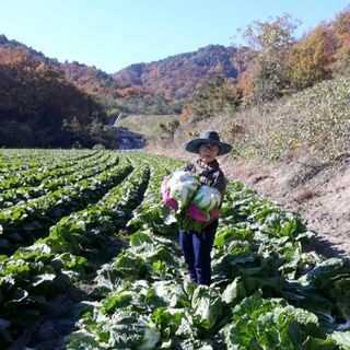 안나농부님의 배추 · 시세•판로 작성글 사진