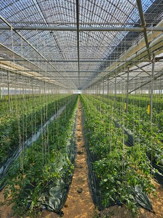 김지연님의 11월 내 작물 자랑하기 · 참여글 작성글 사진