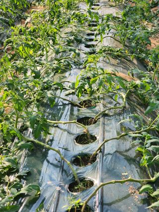 김지연님의 11월 내 작물 자랑하기 · 참여글 작성글 사진