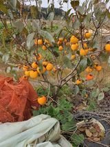 팜모닝 11월 내 작물 자랑하기·참여글 게시글 이미지