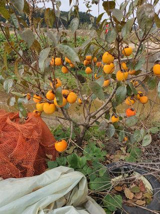태안남면농부님의 11월 내 작물 자랑하기 · 참여글 작성글 사진