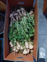 팜모닝 11월 내 작물 자랑하기·참여글 게시글 이미지