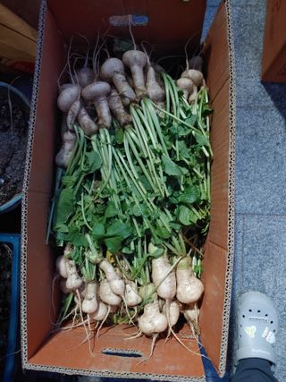 김광섭님의 11월 내 작물 자랑하기 · 참여글 작성글 사진