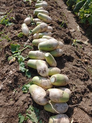 김광섭님의 11월 내 작물 자랑하기 · 참여글 작성글 사진