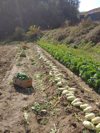 김광섭님의 11월 내 작물 자랑하기 · 참여글 작성글 사진