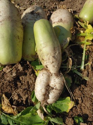 김광섭님의 11월 내 작물 자랑하기 · 참여글 작성글 사진