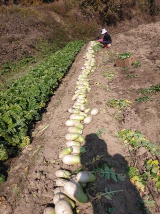 김광섭님의 11월 내 작물 자랑하기 · 참여글 작성글 사진