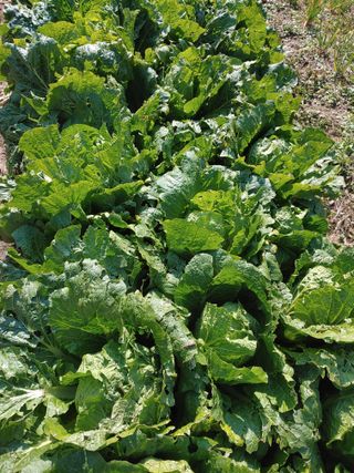 김광섭님의 11월 내 작물 자랑하기 · 참여글 작성글 사진