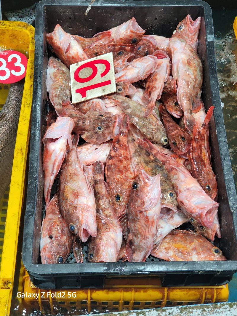 김진국님의 장터 판매 상품 [완도국내산 반건조 쏨뱅이 400g 3마리 [원산지:국산(전라남도 완도군)]] 첨부 사진