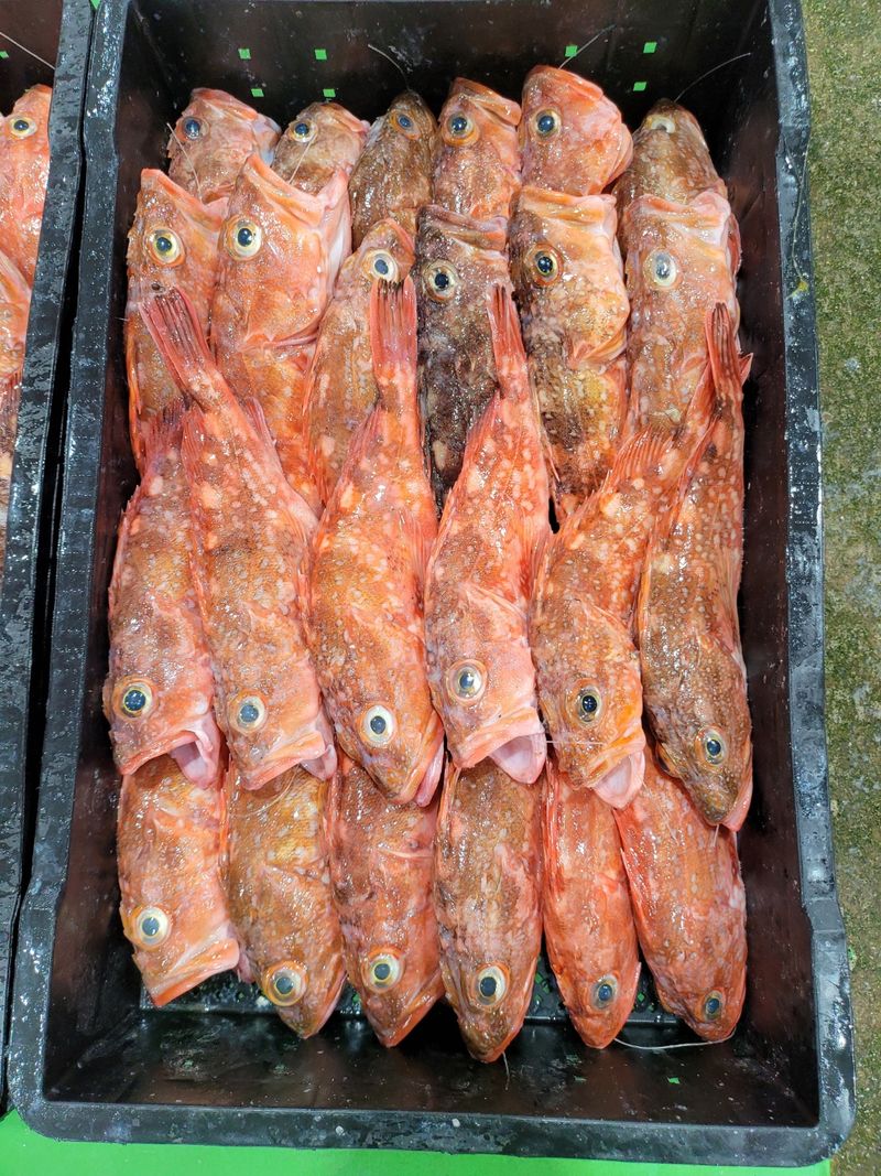 김진국님의 장터 판매 상품 [완도국내산 반건조 쏨뱅이 400g 3마리 [원산지:국산(전라남도 완도군)]] 첨부 사진