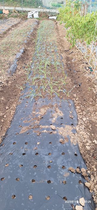 도시농부님의 양파 · 영농일지 작성글 사진