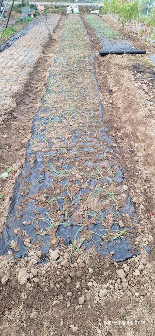 도시농부님의 양파 · 영농일지 작성글 사진