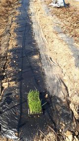 팜모닝 양파·영농일지 게시글 이미지