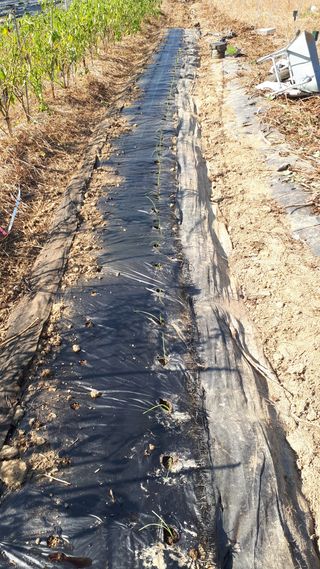 오정식님의 양파 · 영농일지 작성글 사진